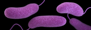 Vibrio bacteria, courtesy of Center for Disease Control