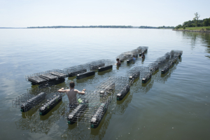 oystercages