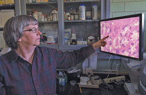 DNR pathologist Carol McCollough points to indication of disease in magnified slide of oyster tissue. (Dave Harp for The Bay Journal)