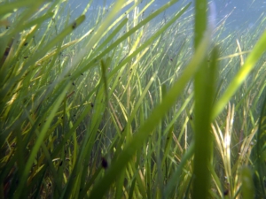 More grasses by Lefcheck 