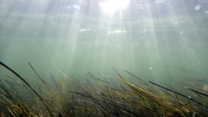 Underwater grasses photographed by Lefcheck