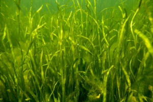 underwater grass