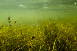 Submerged aquatic vegetation, or bay grasses, in the Severn River Sanctuary in Anne Arundel County, Md., on July 10, 2016. (Photo by Will Parson/Chesapeake Bay Program)