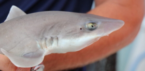 Smooth dogfish shark (Mustelus canis), one of four species Smithsonian scientists are tagging and tracking along the Atlantic. (Mollie McNeel)