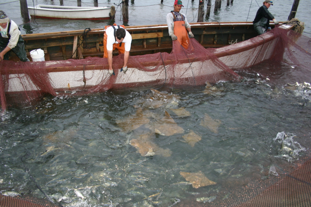 Cownose rays are often caught as accidental bycatch in commercial pound nets like these. (Credit: Bob Fisher/VIMS)