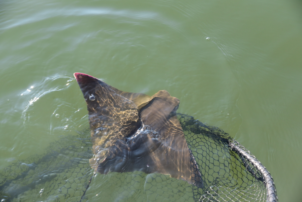Scientists release a tagged cownose ray into the water. (Credit: Jay Fleming/SERC)