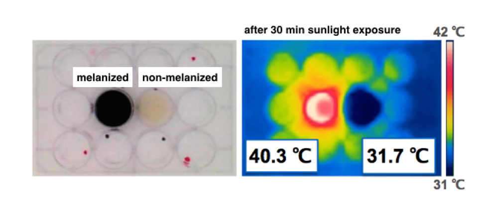 Melanized yeasts become hotter than non-melanized clones following exposure to sunlight.