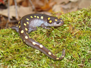 The spotted salamander or yellow spotted salamander is one of the species of amphibians that is way less common than it used to be. Found in the eastern United States and Canada, the spotted salamander is the state amphibian of Ohio and South Carolina. Image: Brad Glorioso / U.S. Geological Survey