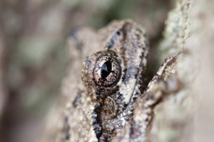 The gray treefrog is a species of small arboreal frog native to much of the eastern United States and southeastern Canada that is not seen as often as it used to be. IMAGE: Julian Avery / Penn State