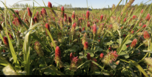 Planting cover crops like crimson clover also preserves soil carbon. (USDA)