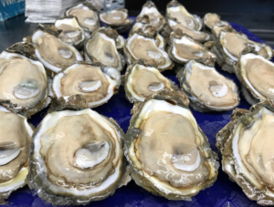 Oysters on the half shell in the lab. Credit: Ryan Carnegie.