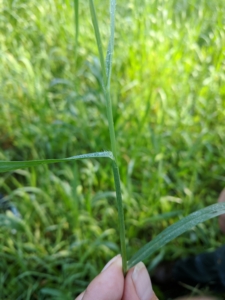 Close up of a switchgrass plant.