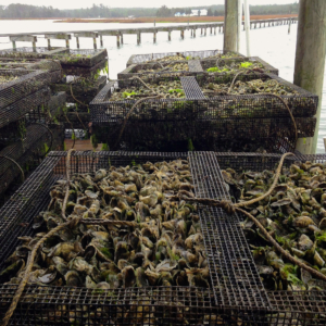 Oyster cages. Credit: VIMS