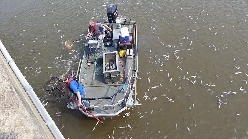 Scientists from Virginia Tech try to net the large numbers of James River Blue Catfish surfacing during an electrofishing survey in 2015. Photo Jason Emmel.