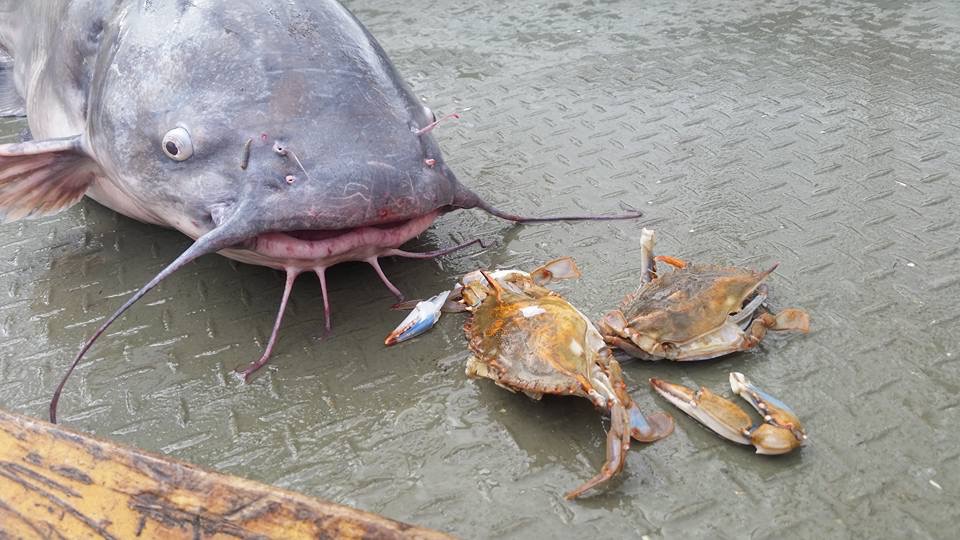 A blue catfish with a recent blue crab snack. Credit: Orth