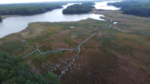 Drone shot of the marsh used in the study. Credit: David Klinges.