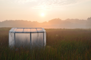 One of the experimental chambers on the marsh. Credit: Tom Mozdzer.