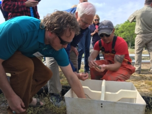 Jesse Illiff (Arundel Rivers Federation) and Bill Ball (CRC) take a look at young aquaculture seed oysters at the nursery at Orchard Point Oysters Company on Kent Island during the field experiences portion of the spring 2019 partner meeting. Credit: Audrey Swanenberg, Chesapeake Oyster Alliance