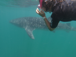 A glimpse of daily life as a whale shark citizen scientist in Baja.