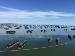 Floating oyster cages at the Windmill Point oyster farm near the mouth of the Rappahannock River. Cages are spaced relatively far apart, making the farm a low-density operation. (Photographer: Grace Massey)