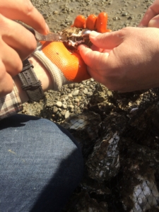 Putting a temperature sensor in an oyster (Credit: Dave Love)
