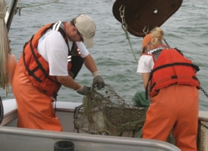 Removing an old crab pot that was collected in the trawl. Credit: VIMS