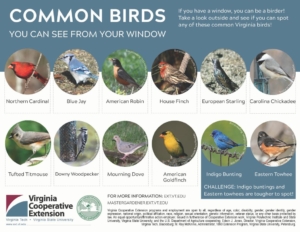 Practicing social distancing? Look out your window and see if you can spot these common Virginia birds! Credit: Virginia Cooperative Extension
