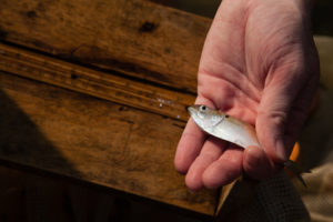 A research technician holds an Atlantic menhaden after it was measured during a seining study at UMCES’ Chesapeake Biological Laboratory. (Photo by Will Parson/Chesapeake Bay Program)