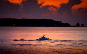 Photo courtesy of Chesapeake DolphinWatch user Arden H.